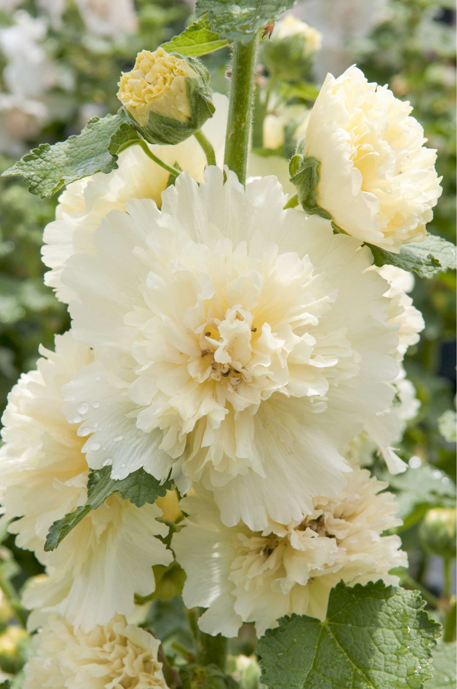 Stockrose 'Spring Celebrities Lemon'